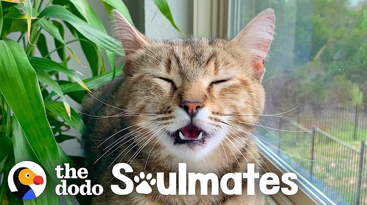 Stray Cat Can't Stay Away From Family's House | The Dodo Soulmates