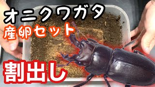 値下げしました。　オーストラリア産　タマムシセット1　6-12mm Explosive production in one month!? Breaking out the egg