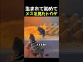生まれて初めてメスを見たトカゲ