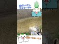 水田の水口付近に発生した「藻」をものともせず薬剤が拡散する「顆粒水口処理」 #日産化学 #農業 #農薬 #除草剤 #顆粒