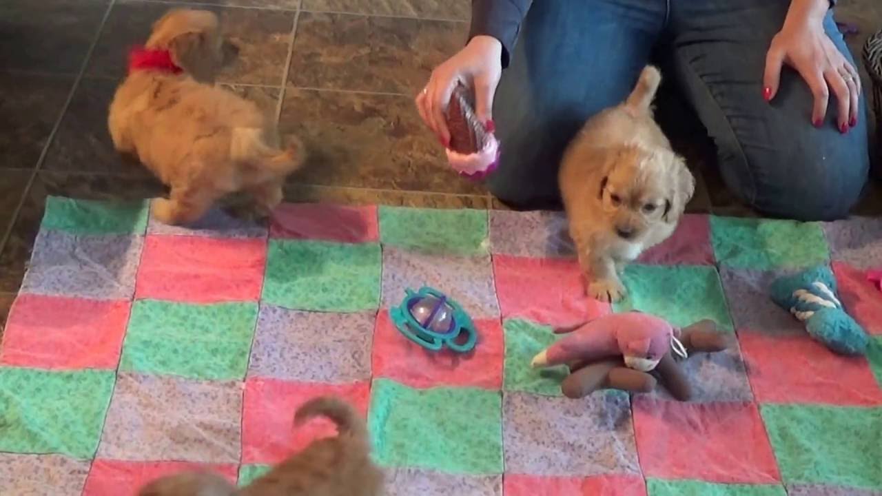 Grant, Glory and Ginger cavapoo pups from www.KingdomDogs.com doodle معنى