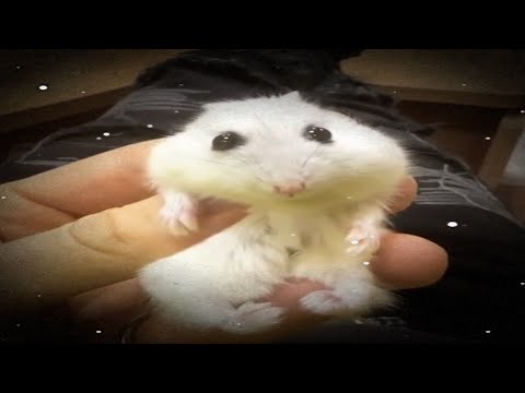 Оказывается хомяки это хищники