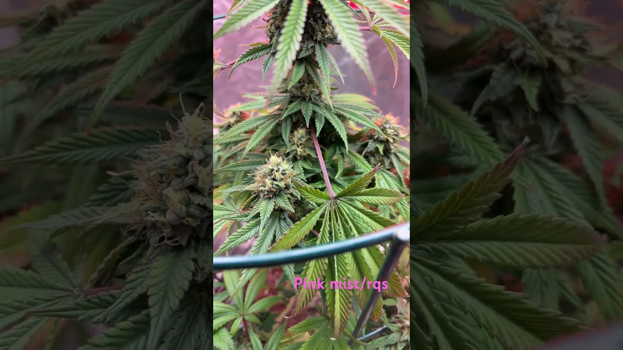 Pink mist flowering a couple weeks left until chop 