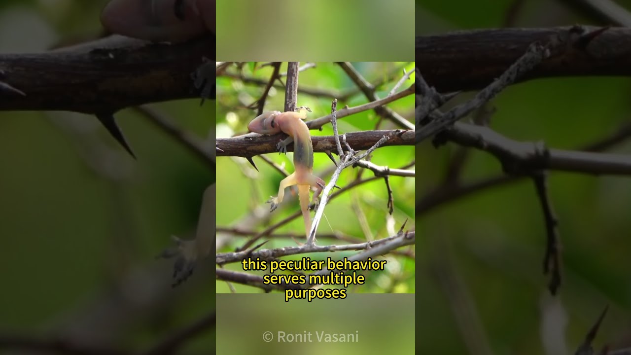 The Butcher Bird  The Shrike