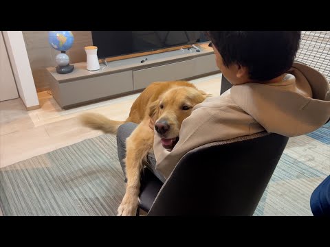 パパの膝の上を愛犬から奪ったら、大変なことになってしまいました、、、