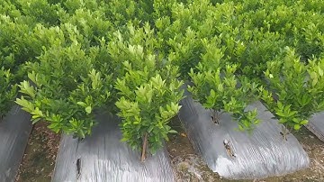 0974908916 | Quất giâm - giá gốc nhà vườn !