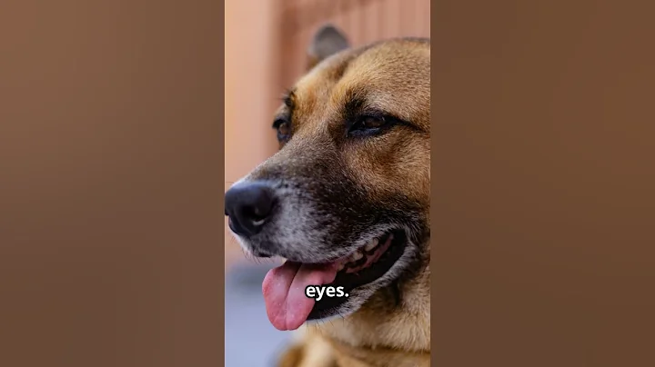 The Heartbreaking True Story of Hachiko 🐶💔 | World's Most Loyal Dog. #dog #dogs #doglove #curiosity