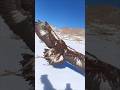 Golden Eagle in Action: Witness Its Lightning-Fast Attack 🦅