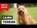 Cairn Terrier - Top 10 Facts の動画、YouTube動画。