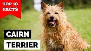 Cairn Terrier  Top 10 Facts