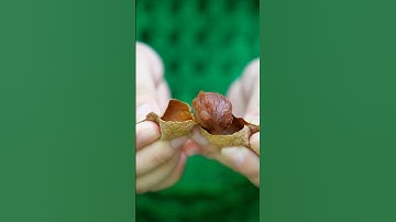 Vải sấy khô ăn cuốn quá #food #shorts #short