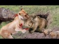 Motherly  Love! Angry  Mother Warthog  Attacks Madly  Lion To Protect  Her Babies. Lion  Vs  Warthog