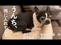 シニア犬15歳 ダイソーでうんち袋買ってみた感想【Boston Terrier Lulu】