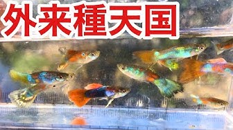 外来種駆除 Youtube