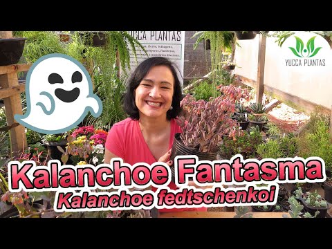 Kalanchoe Fantasma ou  Kalanchoe fedtschenkoi - Luz, rega, adubação e reprodução!