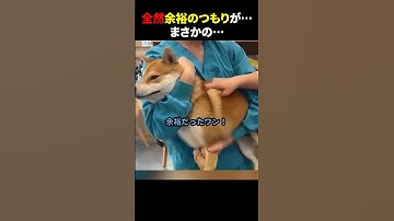 ㊗️1000万再生！！全然余裕のつもりが…まさかの… #ほっこりショート