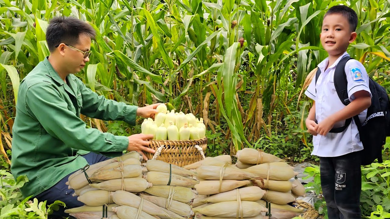 Harvesting corn garden:How to boil corn goes to the market sell/Trieu Khang