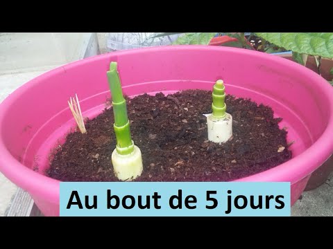 Vidéo: Faire pousser des poireaux à partir de restes ou de graines - Comment propager des poireaux