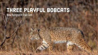 New Hampshire Trail Cam, October 2022 — Three playful bobcats