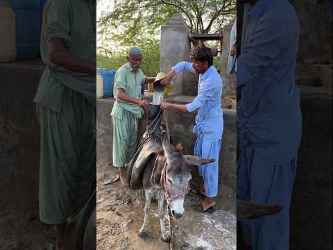يقوم شخصان بملء جسم أسود على ظهر حمار بالماء من علبة