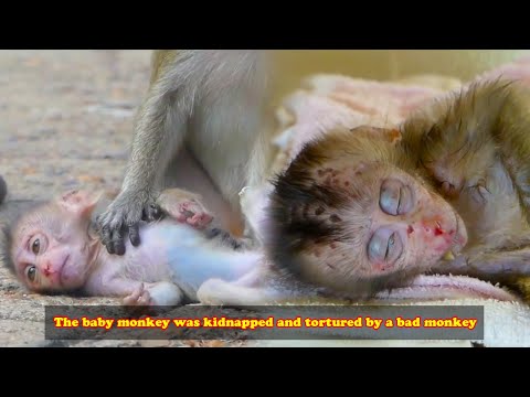 Baby monkey with a scarred face was kidnapped and tortured by bad monkey. Luckily, human saved him