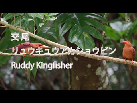 【交尾】リュウキュウアカショウビン Ruddy Kingfisher