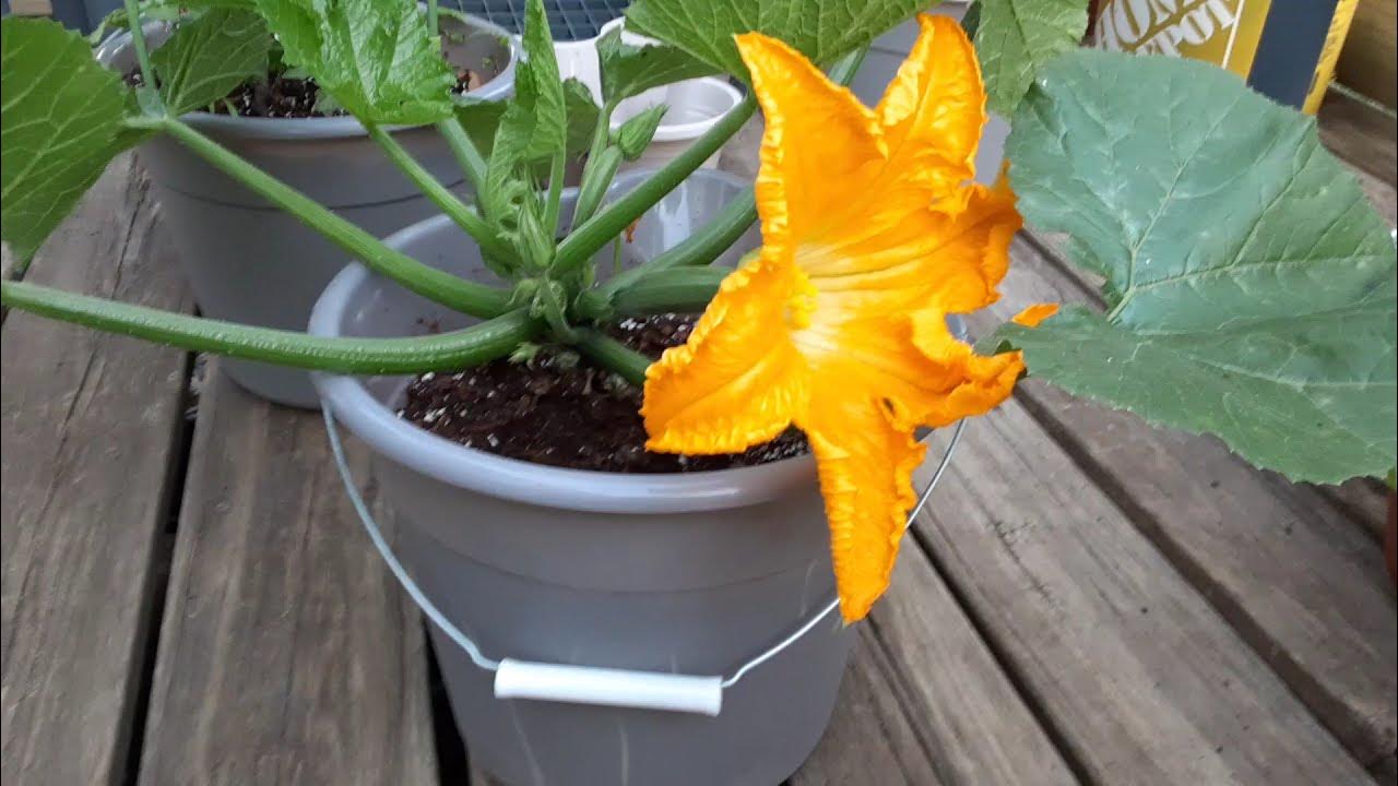 How To Pollinate & Prune Zucchini to Increase Production Prevent