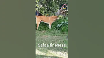 الجوع كافر كلاب تاكل حشيش 