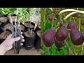 زراعة التين بالاقلام  من البداية حتى النتيجة Cultivate figs