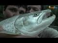 Grosse truite 106cm158kg  huge trout 417 35lbs salmo trutta