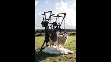 Automatic Sheep Shearing Machine – The Future of Farming!