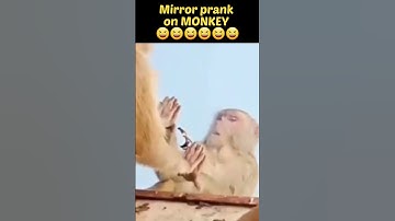 #Bandar #Mirror prank on monkey 😆😆