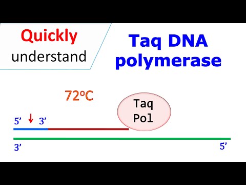 Video: Verschil Tussen Taq-polymerase En DNA-polymerase