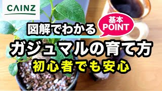 ガジュマルの育て方 ～「多幸の木」とも呼ばれる植物!!～カインズ花図鑑