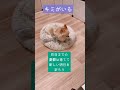 33(22/365)キミがいる - CHEMISTRY -