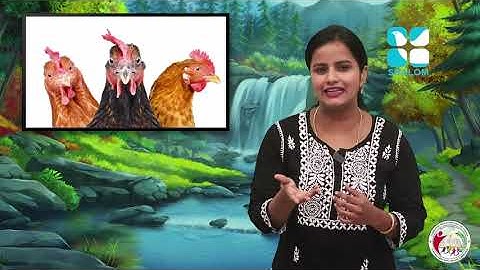 Syro Malabar Catechism | On the Path of salvation | STD-1 | Chapter-5 | PART -1 | ShalomTV