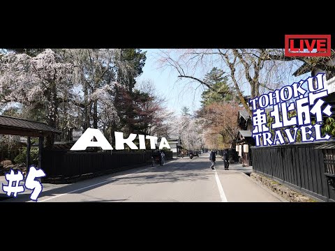 [生旅] 日本 東北編 秋田県！角館の桜！  |東北-5|  with Ninja 650