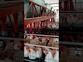 Poultry farm #shorts #poultryfarming