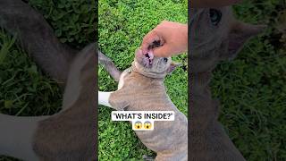 Safety First! American Bully’s Mouth Checking ⚠️🐶 #americanbully #shorts