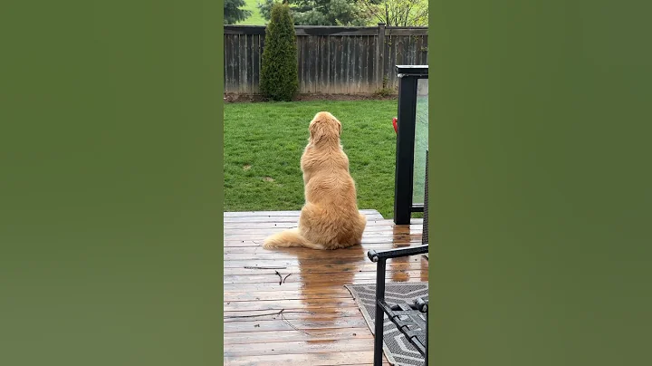 A Sad Reminder They Grow Up So Fast #goldenretrievers #dogsofyoutube - DayDayNews