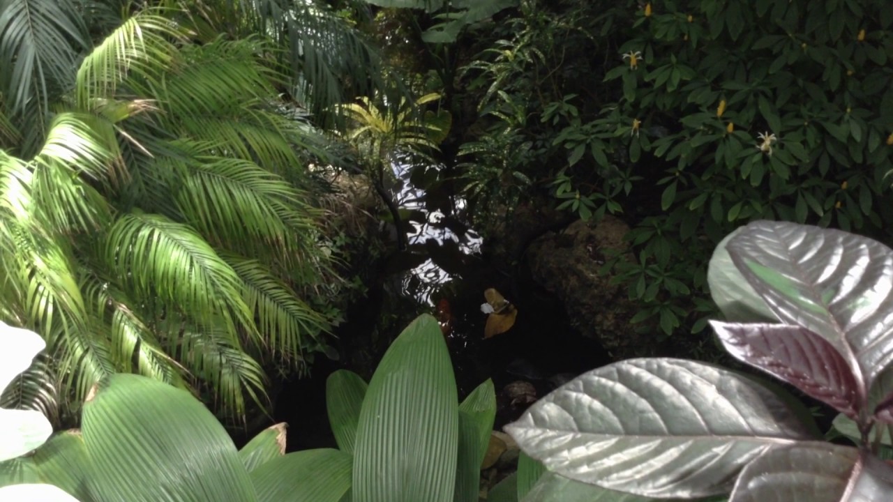 Cincinnati The Krohns Conservatory Butterfly Exhibit!! YouTube