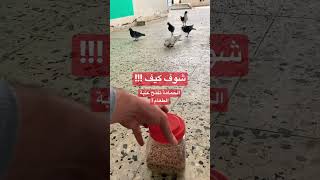 حمامة ذكية #pigeon #2023s #kabootar #2022events #bird #gym #device #iphone #fitness #phone