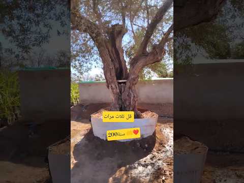 قل ثلات مرات اكسبلور اللهم عجل لوليك الفرج الله اكبر