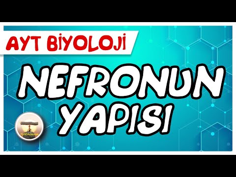 Video: Nefronun hansı yerində?