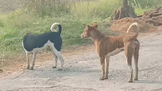 जानवरों का सेक्स/डॉगी सेक्स/एनिमल सेक्स/जानवर सेक्स कैसे करते हैं/सेक्स करने का तरीका Animal se