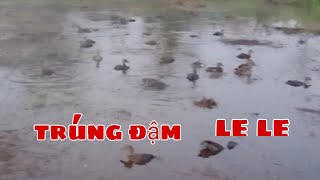 đi bẫy le le và cái kết