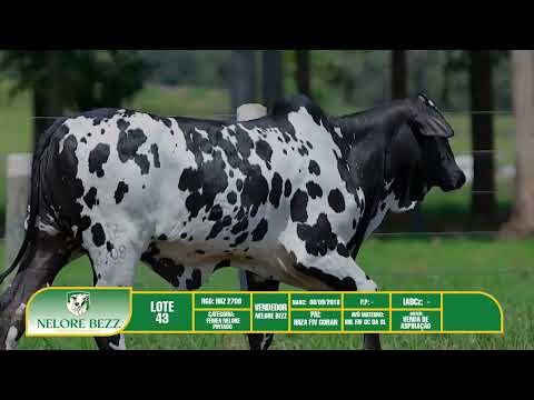 LOTE 43 IBIZ 2708 - NELORE BEZZ