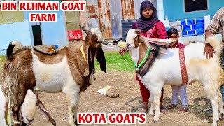 Big Kota Andul Bakre At Bin Rehman Goat Farm Sehore