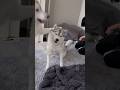 弟を守ろうとしただけなのに… #シベリアンハスキー #ハスキー #ハスキー犬