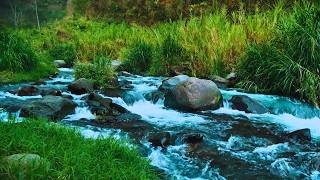 Peaceful Sounds of a fast-flowing river in a Mountain Stream for Meditation, Study, Sleep